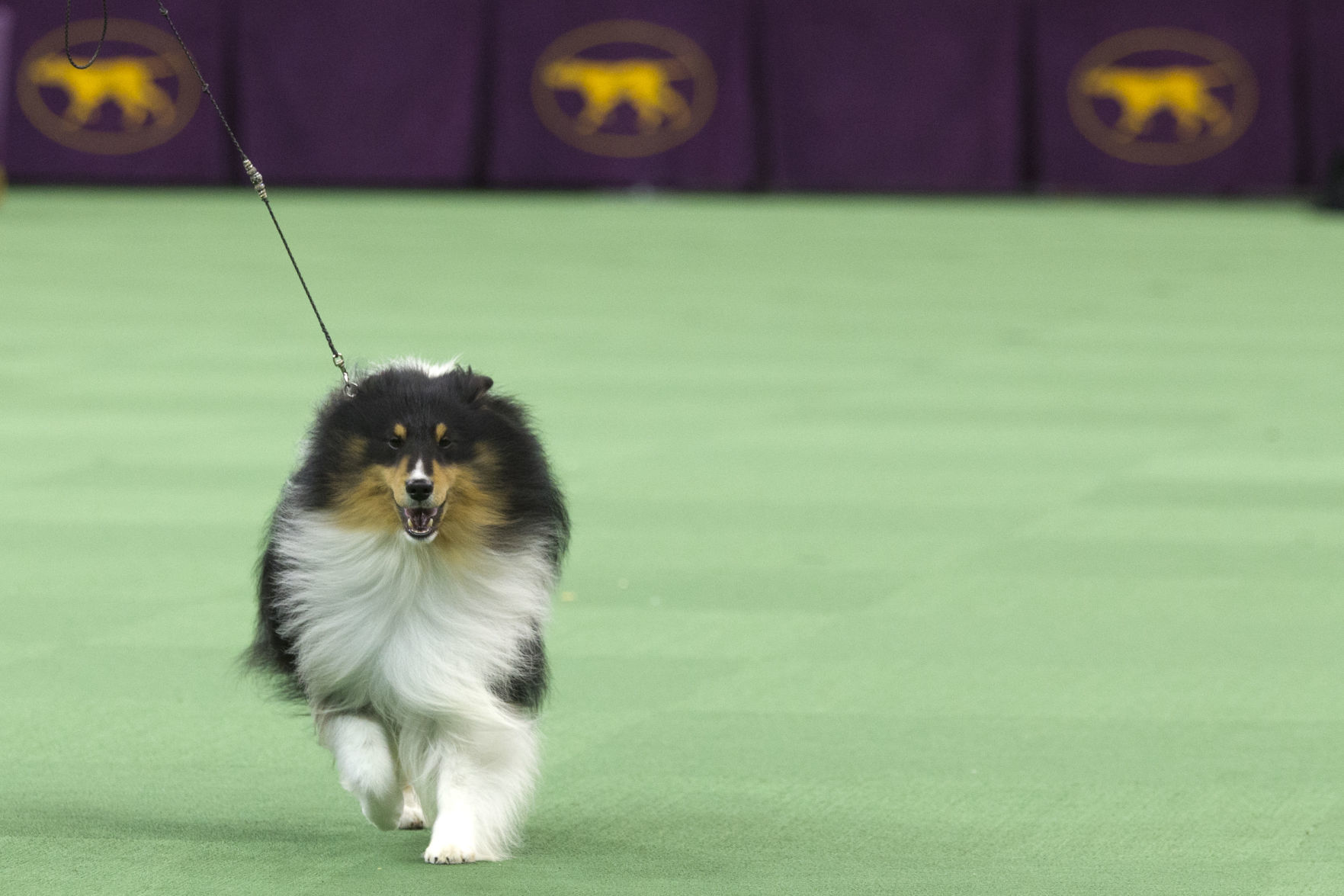 25. Shetland Sheepdogs